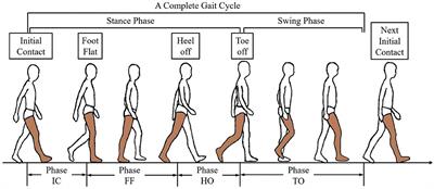 A Novel sEMG-Based Gait Phase-Kinematics-Coupled Predictor and Its Interaction With Exoskeletons